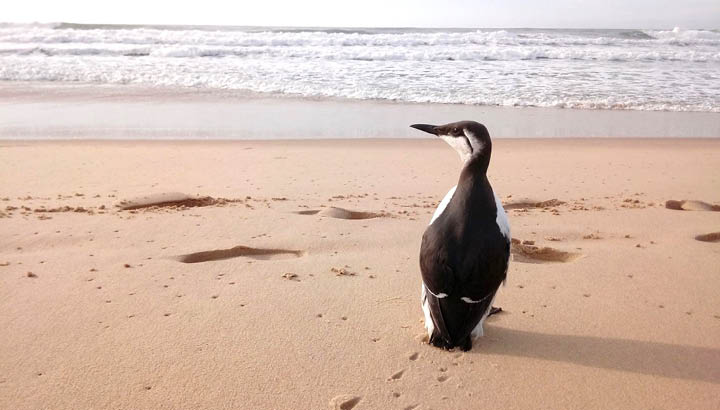 Arrivée massive de guillemots au Centre de soins LPO Aquitaine